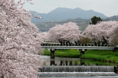 春の小川～満開桜