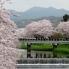 春の小川～満開桜