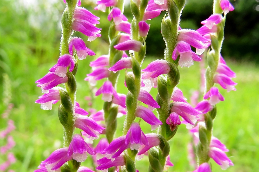 小さくても蘭花