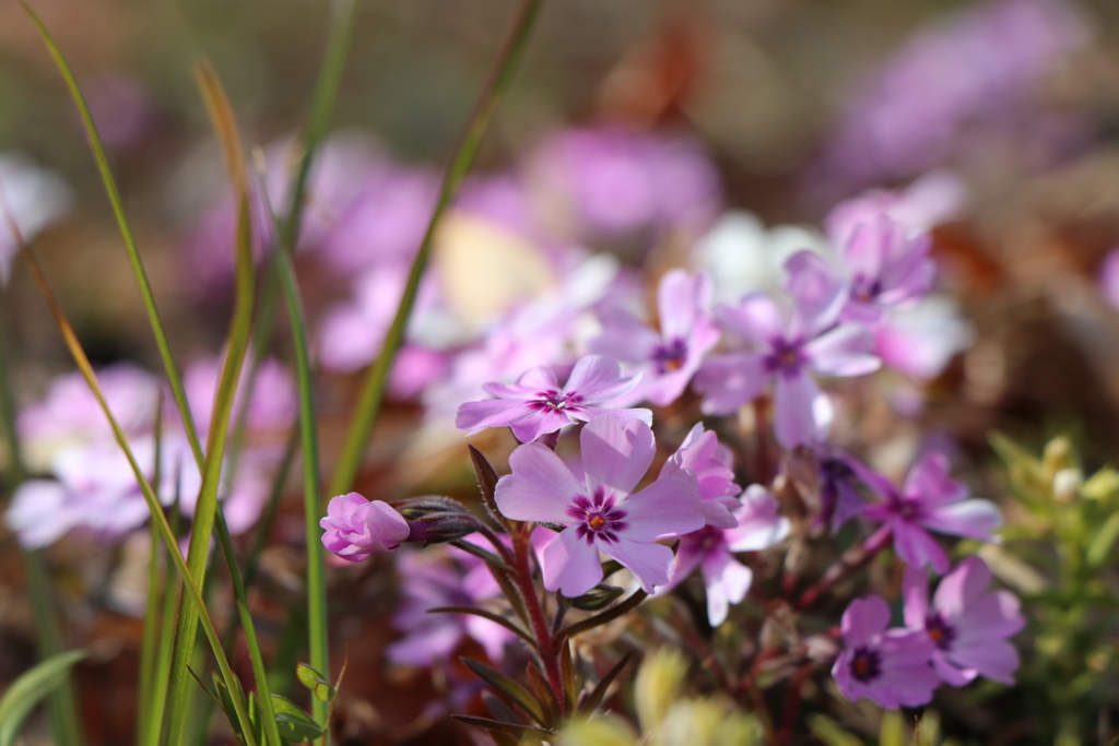 芝桜（ピンク）