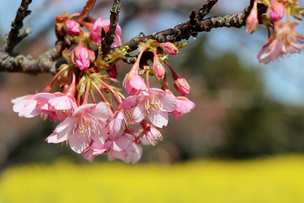 黄色と桜色の競演