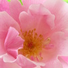 Favorite flower ~ pink rose