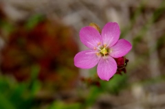 湿原の花たち～トウカイモウセンゴケ