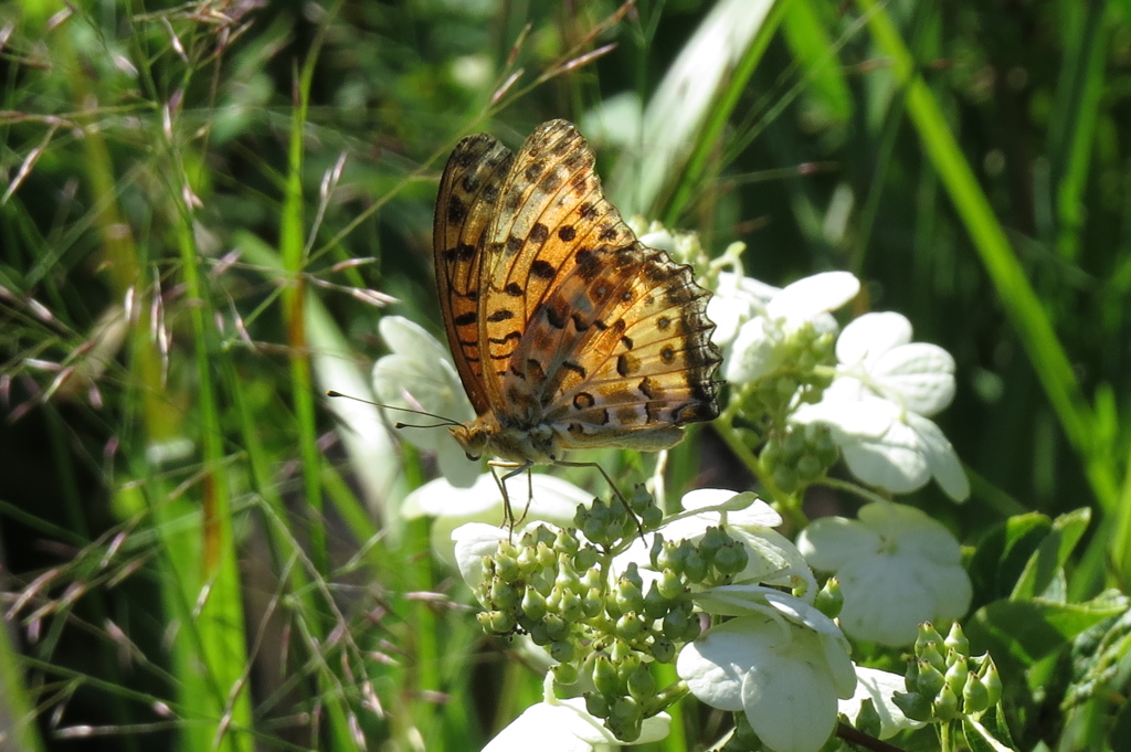 湿原の虫たち～ヒョウモンチョウ