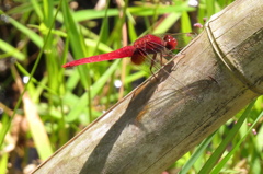 Red  Shadow