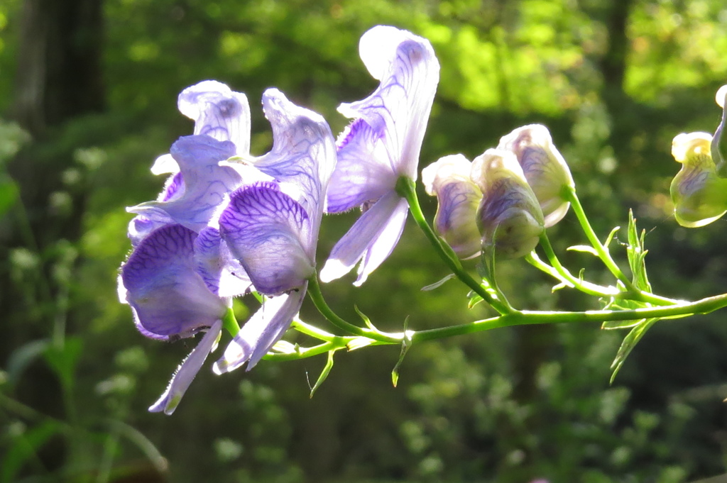 高原の花たち～カワチブシ（ヤマトリカブト）