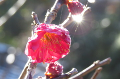 早春の光集め～紅梅