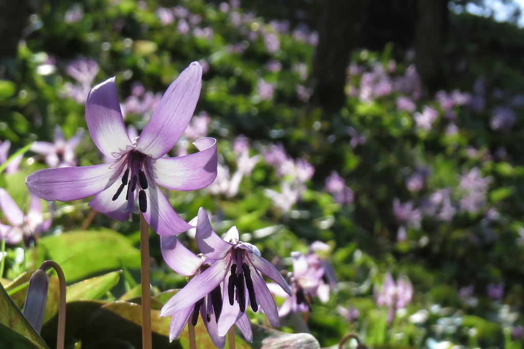 咲き競う～カタクリの花