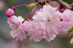 優しいフリルの桜たち