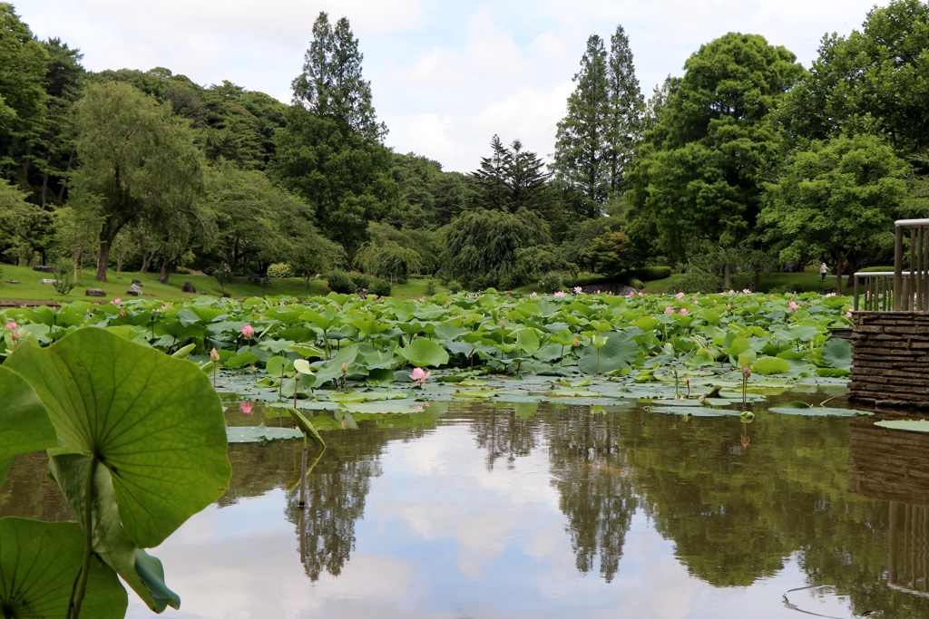 水鳥の池