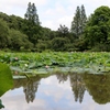 水鳥の池