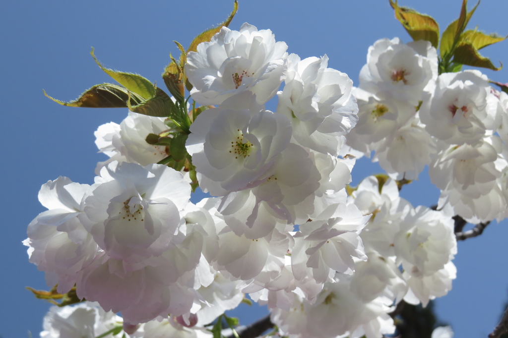 大島桜輝き