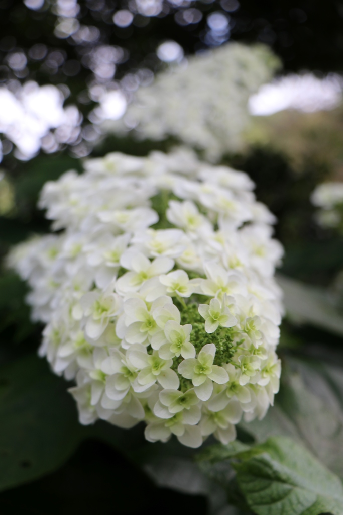 形原あじさいの里～柏葉紫陽花