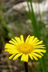 湿原の花たち～ミズギク