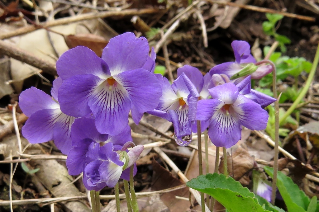 ニオイタチツボスミレ～濃紫色花