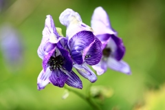 高原の花たち～トリカブト