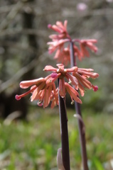 湿原の花たち～ショウジョウバカマ