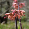 湿原の花たち～ショウジョウバカマ