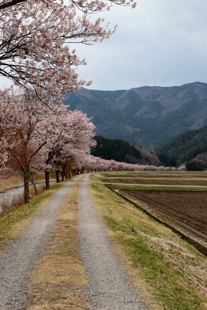 桜前線を追いかけて