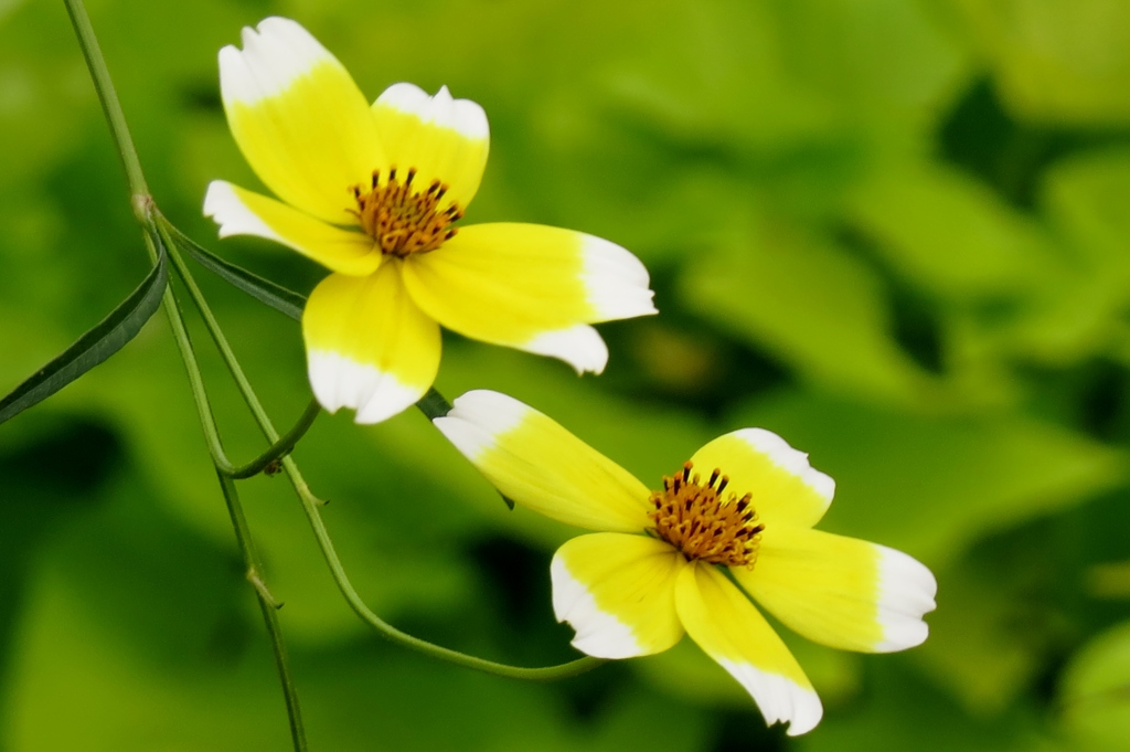 white & yellow