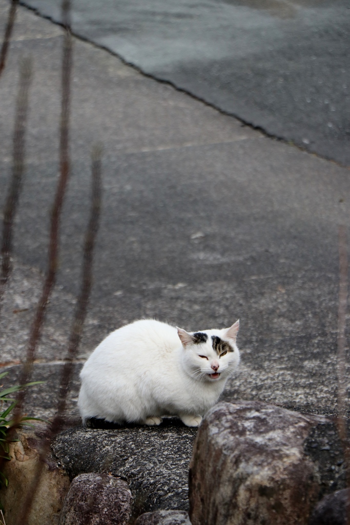 寒いにゃ～っ