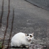 寒いにゃ～っ