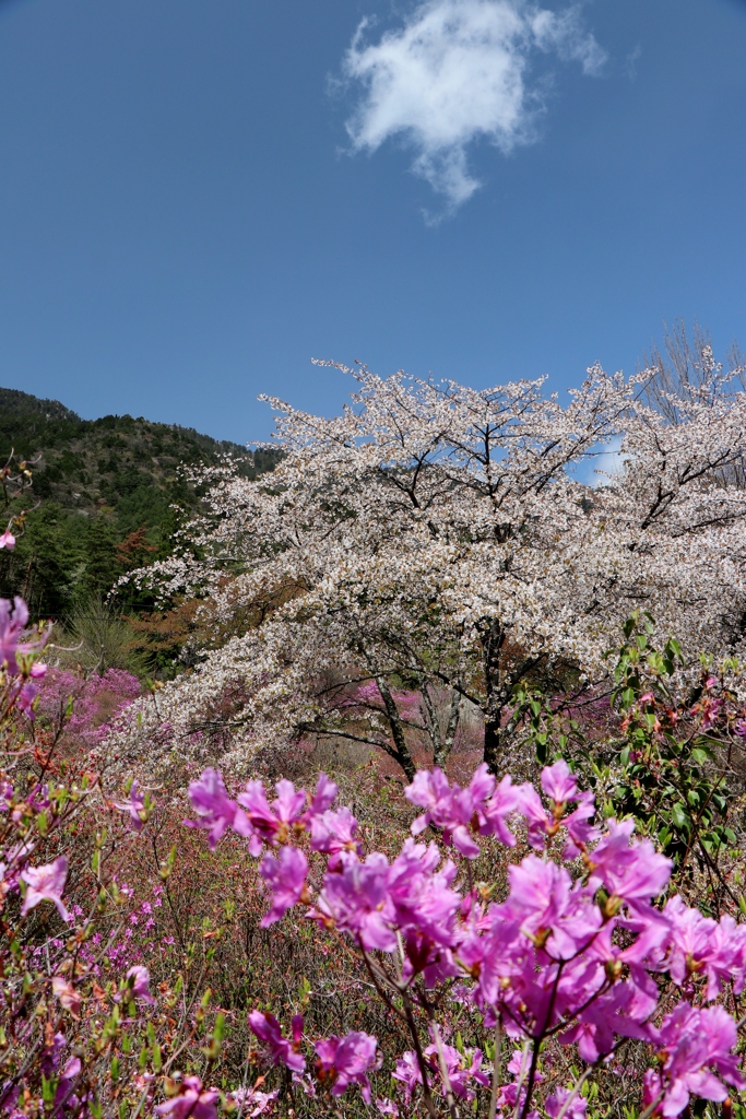 三つ葉ツツジと桜と雲と