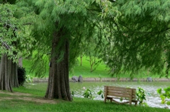 真夏の公園～ベンチのある風景