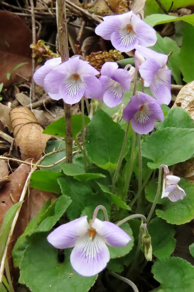 タチツボスミレ～淡紅紫色花