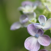 紫陽花色付く