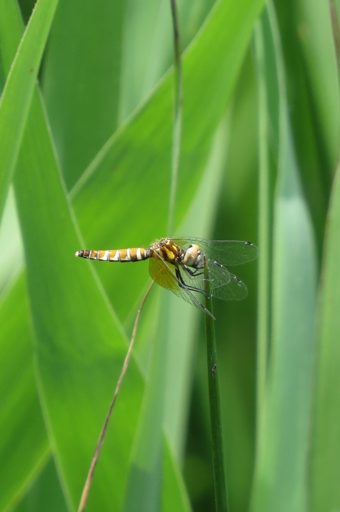 湿原の虫たち～ハッチョウトンボ♀