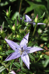 センブリの花