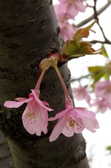 双子の河津桜