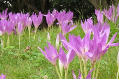 紫の丘～コルチカム