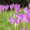 紫の丘～コルチカム