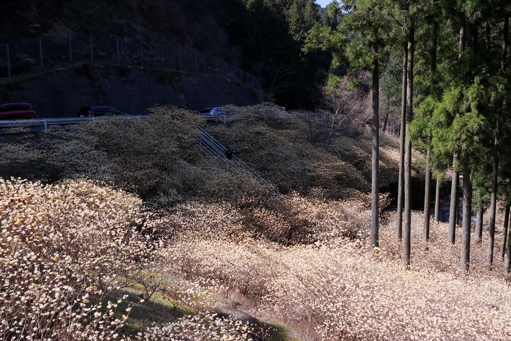 田代ミツマタ群生地～春の日差しを浴び