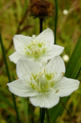 湿原の花たち～white twin
