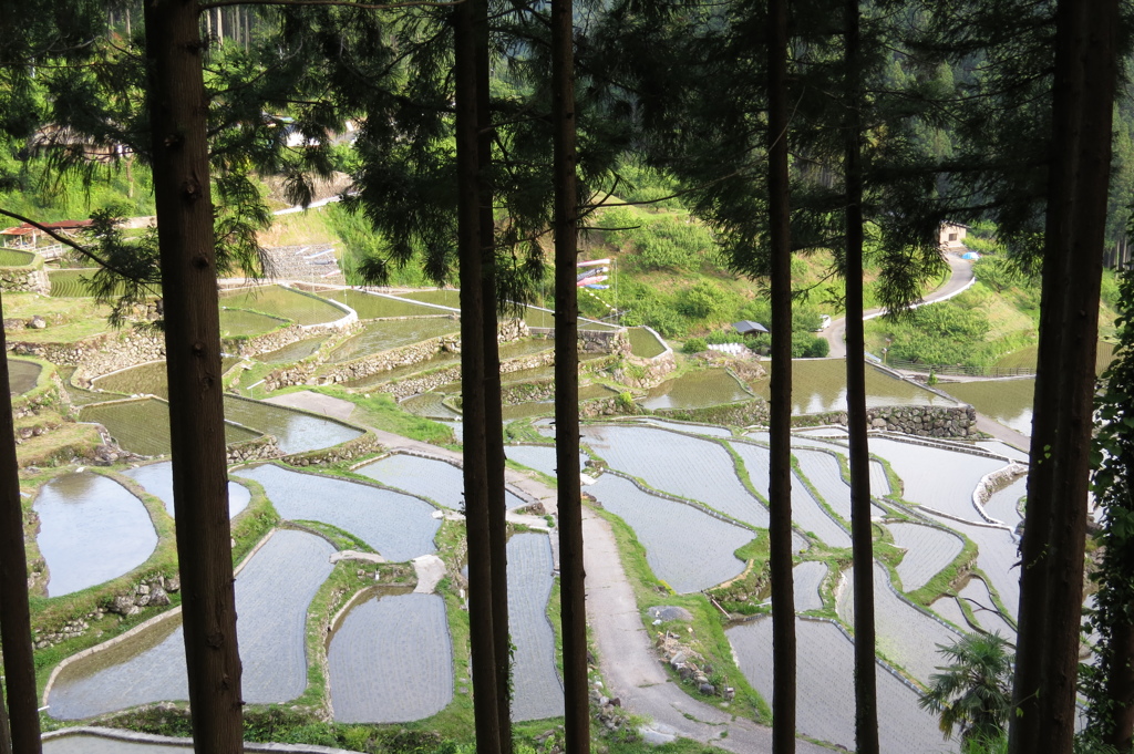棚田春～杉格子の向こうは水鏡