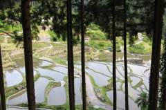 棚田春~杉格子の向こうは水鏡 棚田春~杉格子の向こうは水鏡
