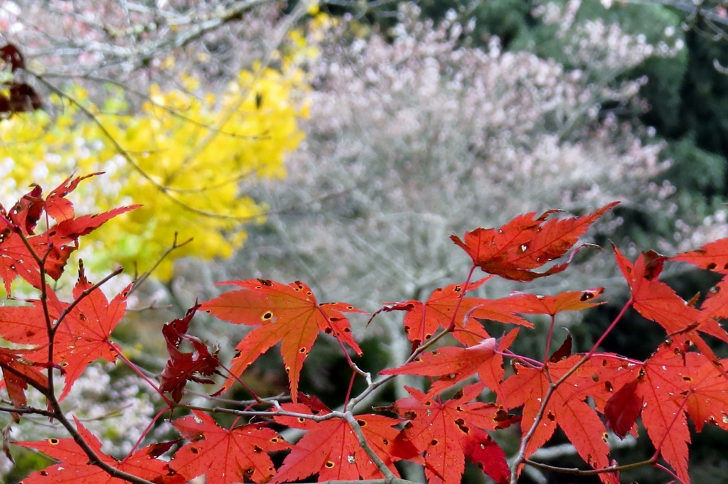 朱色・黄色・桜色