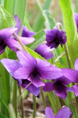 スミレ(野生種)～紫蝶のごとく