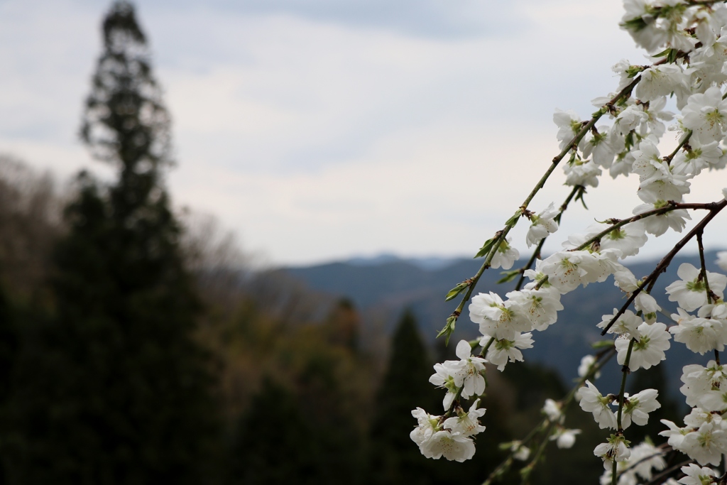 山里の春