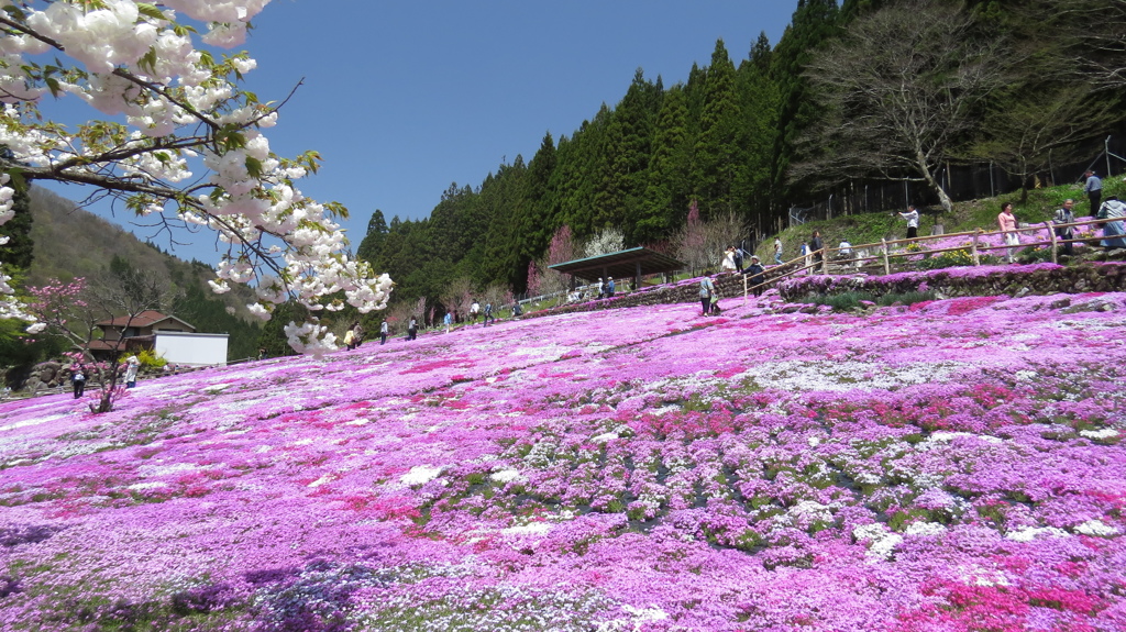 国田家の芝桜と大島桜