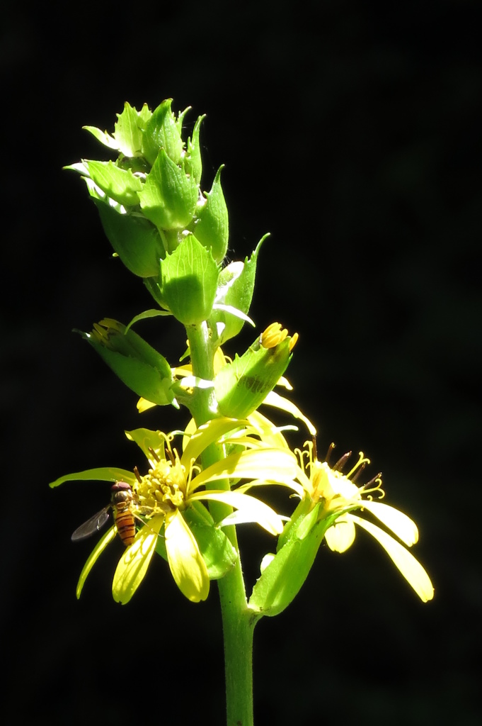 スポットライト～オタカラコウ