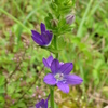 朝露に濡れて～キキョウソウ