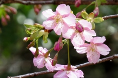 桜色三姉妹～山桜