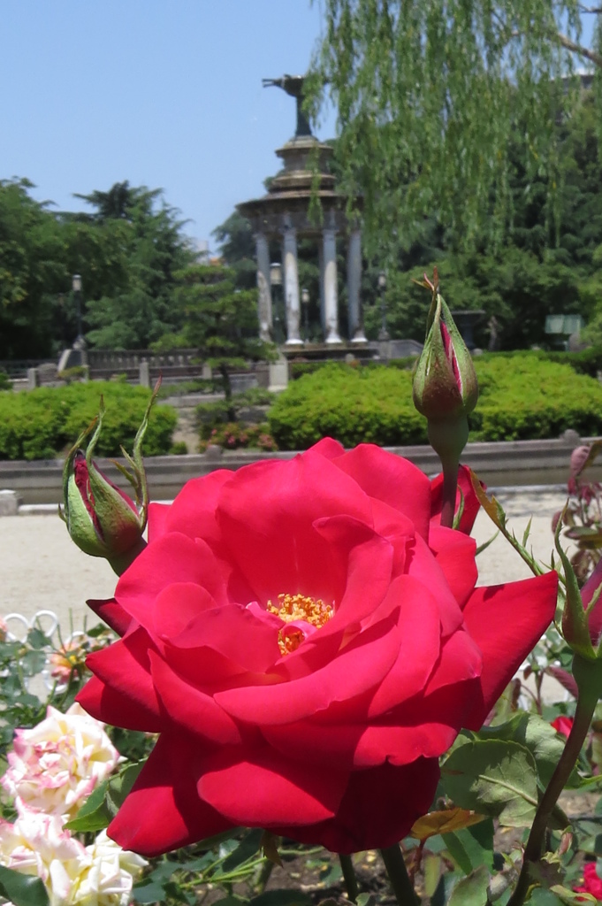 鶴舞公園の薔薇たち～深紅