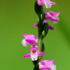 湿原の花たち～ネジバナ