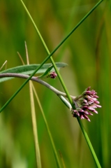 湿原の花達～サワヒヨドリ