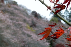 紅葉に四季桜